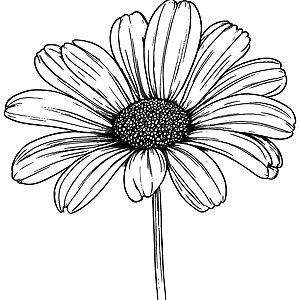 Gänseblümchen Ausmalbild
