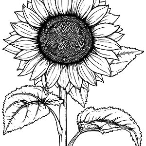 Ausmalbild Sonnenblume