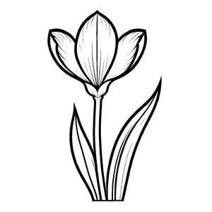 Märchenhafte Krokusse-Malvorlage zum Ausmalen