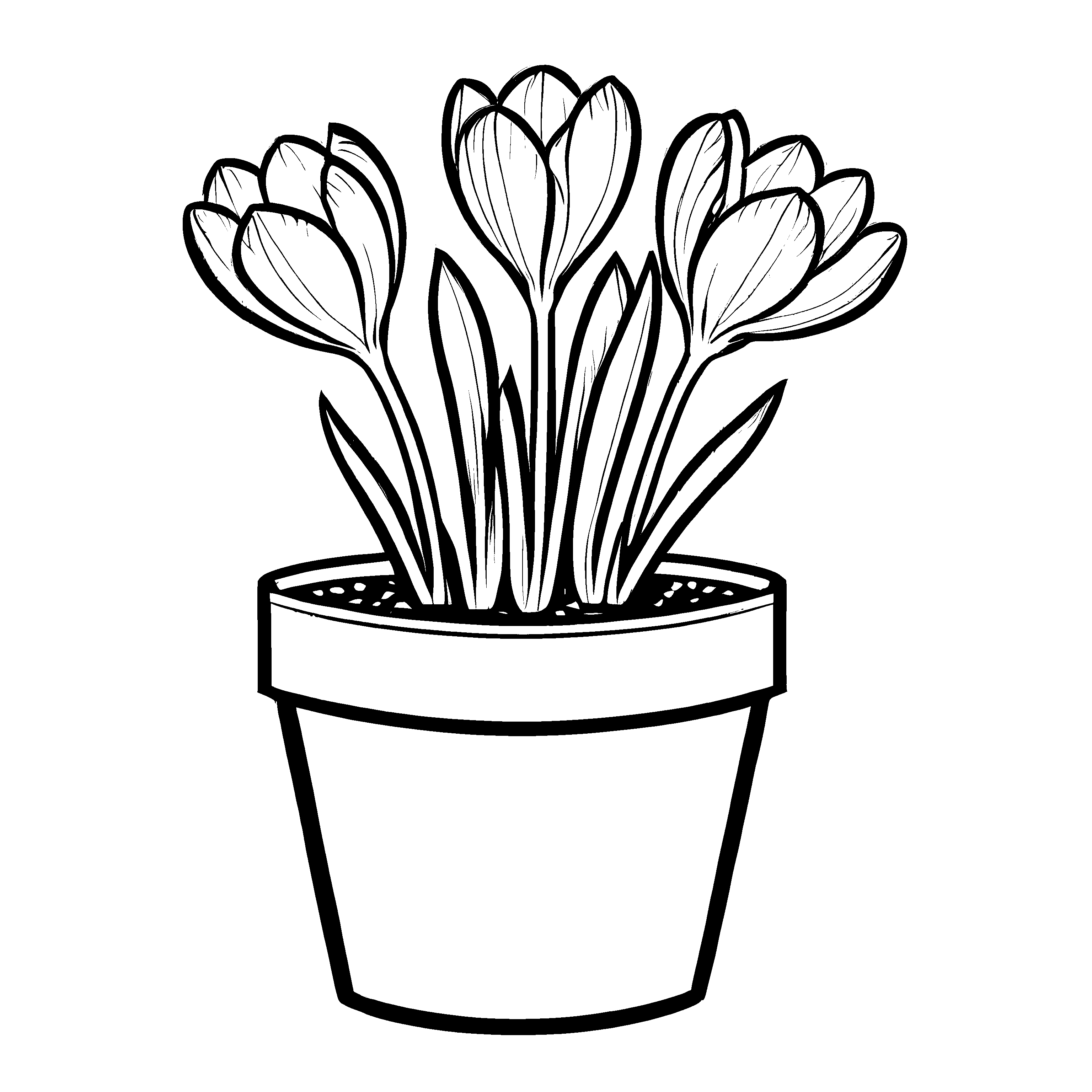 Bezauberndes Krokusse-Ausmalbild für kreative Kids