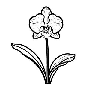Liebevolles Orchideen-Malbild für spannende Malzeit