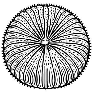 Wunderschönes Seeigel-Bastelmotiv für Groß und Klein