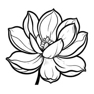 Farbenfrohes Magnolien-Ausmalbild für den Bastelspaß