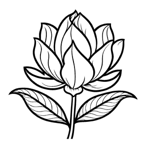Interessante Magnolien-Malvorlage für kreative Momente