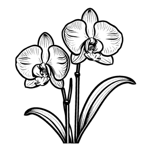 Faszinierendes Orchideen-Malbild zum kreativen Gestalten