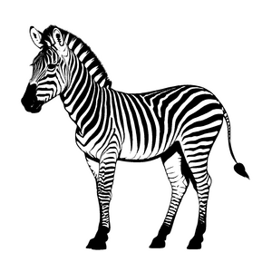 Spannende Zebras-Malvorlage für kleine Künstler