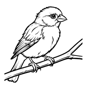 Witziges Kanarienvögel-Ausmalbild für kreative Malstunden