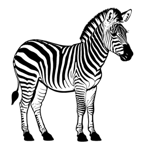 Großartige Zebras-Ausmalvorlage zum fantasievollen Ausmalen