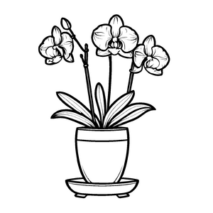Tolles Orchideen-Ausmalbild für kreative Momente