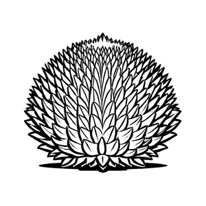 Stachelige Durian in beeindruckender Darstellung Malvorlage für abenteuerliche Naschkatzen