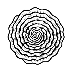 Faszinierender Romanesco mit spiralförmigem Muster Ausmalvorlage für kleine Kunstwerker