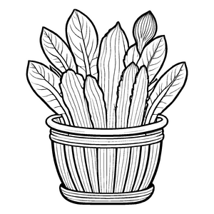 Bezaubernde Taro-Pflanze in stylischem Topf Malvorlage für junge Gartenkünstler