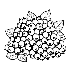 Saftige Johannisbeeren umringt von frischen Blättern Ausmalbild für kleine Farbenkünstler
