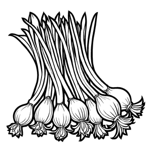 Zweifarbige Frühlingszwiebeln mit freundlichen Blättern Ausmalmotiv für kleine Gartenentdecker