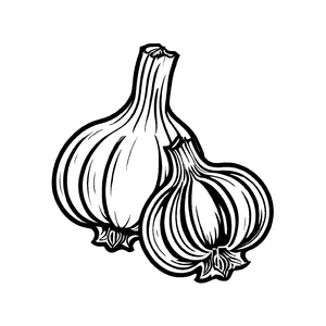 Zwei spannende Knoblauchknollen mit Wurzeln Ausmalvorlage für kleine Gartenforscher