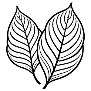 Wundervolle Mangoldpflanze mit künstlerischem Blätterdesign Malvorlage für kreative Naturkünstler