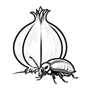 Faszinierende Zwiebelknolle in schwarz-weißer Illustration Ausmalvorlage für kleine Meisterkünstler