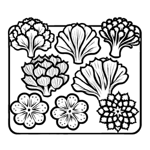 Faszinierender Romanesco mit kunstvollen Rillen Ausmalmotiv für neugierige Gemüseentdecker