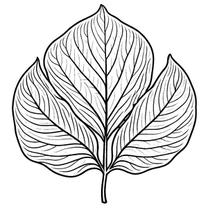 Fesselnde Amaranth-Blätter mit kunstvollen Adern Malvorlage für inspirierte Naturkünstler