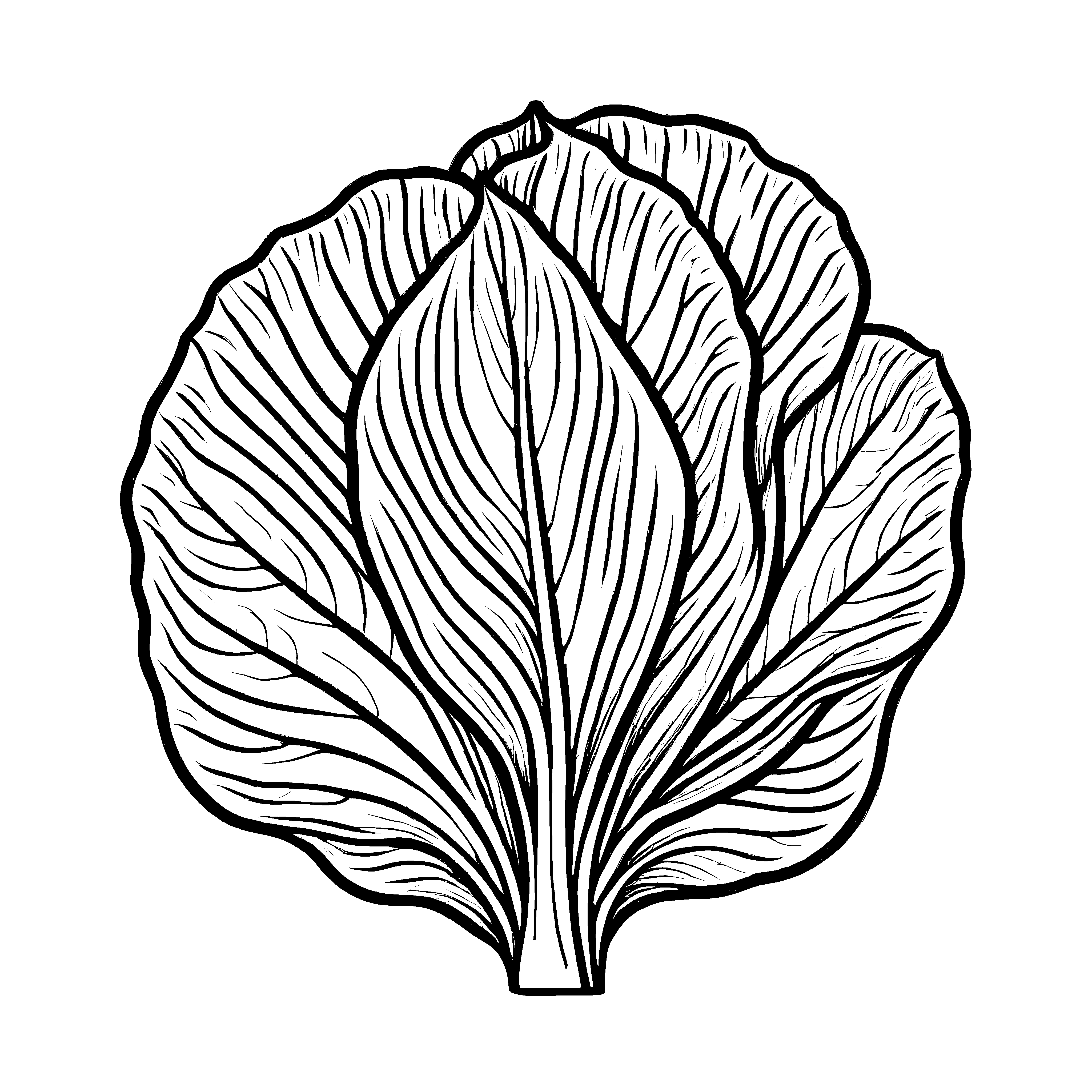 Detailliertes Radicchio Blatt für kreative Künstler