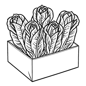 Schmackhafter Römersalat in bunter Kiste Bastelmotiv für neugierige Gemüsegärtner