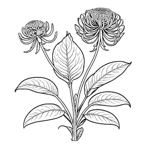 Bezaubernde Amaranth-Blätter mit leuchtenden Blüten Ausmalbild für neugierige Pflanzenfreundinnen und -freunde