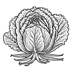 Detailreicher Kopfsalat mit floralen Akzenten Ausmalbild für kleine Naturkünstler