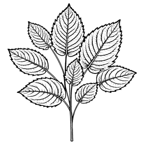 Faszinierende Shiso-Blätter in fantasievoller Anordnung Ausmalvorlage für kreative Naturforscher und kleine Botaniker