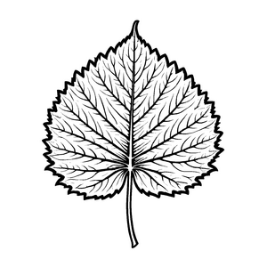 Elegante Shiso-Blätter mit feinen Mustern Ausmalvorlage für angehende Pflanzenkünstler und kreative Entdecker