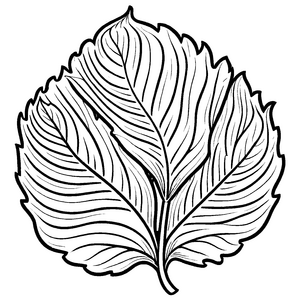 Elegantes Senfblatt mit feinen Adern Malvorlage für kreative Naturentdecker