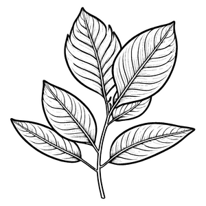 Kreatives Blatt mit detailreicher Aderung Ausmalmotiv für fantasievolle Naturentdecker