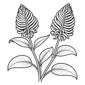 Faszinierende Amaranth-Blätter mit einer einzigartigen Form Ausmalmotiv für kleine Gartenabenteurer