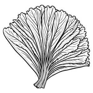 Faszinierendes Senfblatt mit kunstvollem Muster Ausmalvorlage für neugierige Naturentdecker