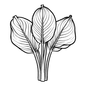 Lebendiger Pak Choi im fröhlichen Gemüsegarten Ausmalbild für kleine Pflanzenscouts