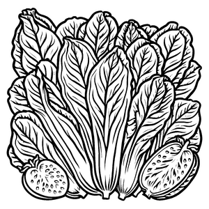 Faszinierendes Romanasalatherzen mit köstlichen Früchten Ausmalbild für kleine Gartenzauberer