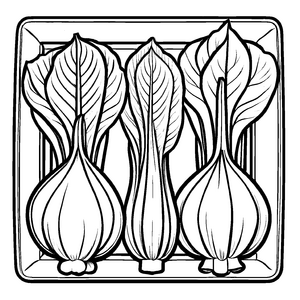 Drei aufregende Pak Choi im bunten Gemüsefeld Ausmalbild für kleine Gartenabenteurer