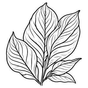 Beeindruckendes Amaranth-Blatt mit kunstvollen Details Ausmalbild für fantasievolle Naturfreunde