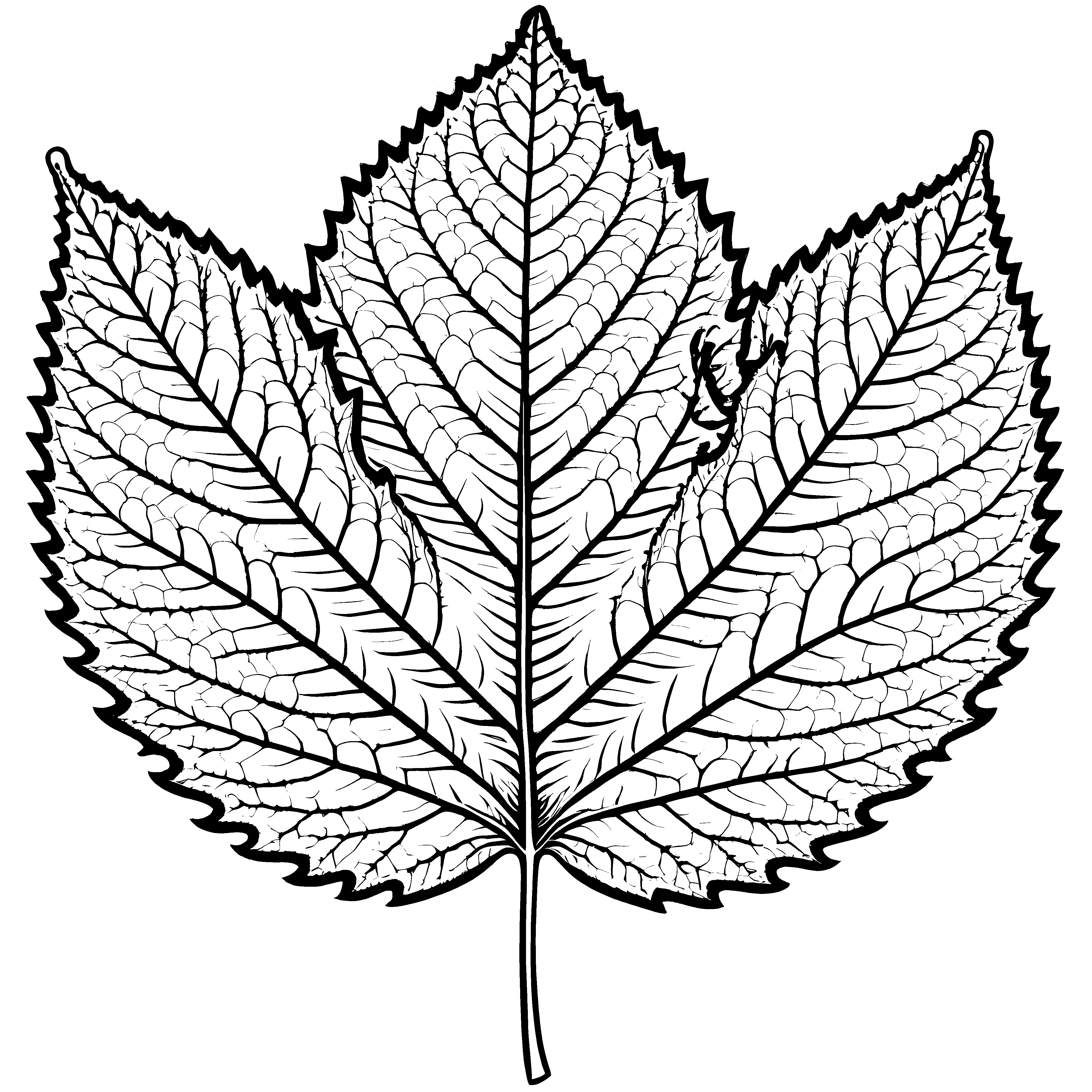 Elegantes Shiso-Blatt mit feinen Adern Ausmalbild für neugierige Pflanzenzauberer