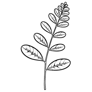 Faszinierendes Moringa-Blatt mit einzigartigen Adern Ausmalvorlage für neugierige Naturforscher und kreative Pflanzenliebhaber
