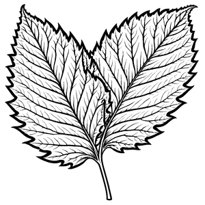 Detailreiche Shiso-Blätter in lebendiger Anordnung Malvorlage für neugierige Pflanzenfantasten und kreative Gartenkünstler