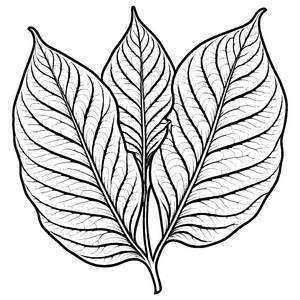 Bezauberndes Amaranth-Blatt im detailreich gestalteten Stil Ausmalvorlage für neugierige Naturkünstler