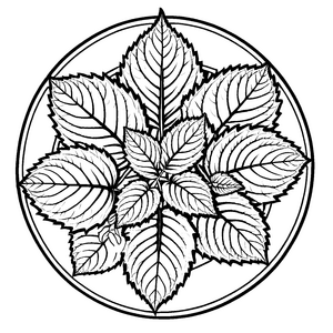 Geometrische Shiso-Blätter mit kunstvollem Muster Ausmalbild für kreative Grüner Daumen und fantasievolle Gartengestalter