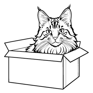Maine Coon Katze in Kiste Malvorlage für neugierige Tierfreunde