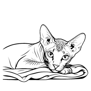 Schlafende Sphynx Katze auf weichem Handtuch Malvorlage für träumende Ausmalkünstler