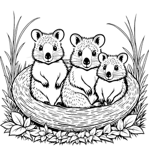 Drei fröhliche Quokka Babys im Nest Ausmalmotiv für kleine Tierfreunde