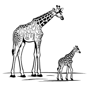 Schöne Giraffe mit ihrem kleinen Kalb Ausmalbild für junge Künstler mit Entdeckungslust