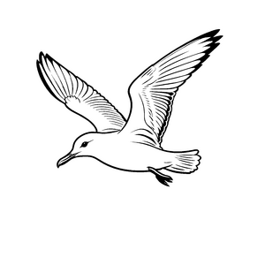 Freie Möwe mit breiten Flügeln im Himmel Ausmalmotiv für neugierige Naturentdecker
