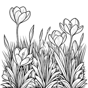 Bezaubernde Krokusse mit strahlenden Blüten Malvorlage für fantasievolle Blumenfreunde mit großen Ideen