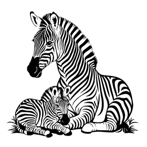 Wundervolles Zebra und verspieltes Fohlen Ausmalmotiv für neugierige Naturabenteurer