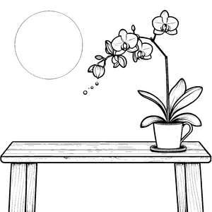Faszinierende Orchidee auf gemütlichem Tisch Ausmalbild für blühende Entdecker